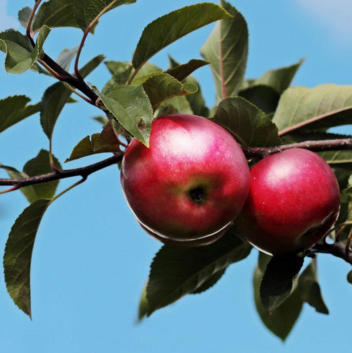 7GT SB3 Smoked Salt and Pepper and Garlic Blend-Applewood, 1835 Bourbon Infused (6oz)