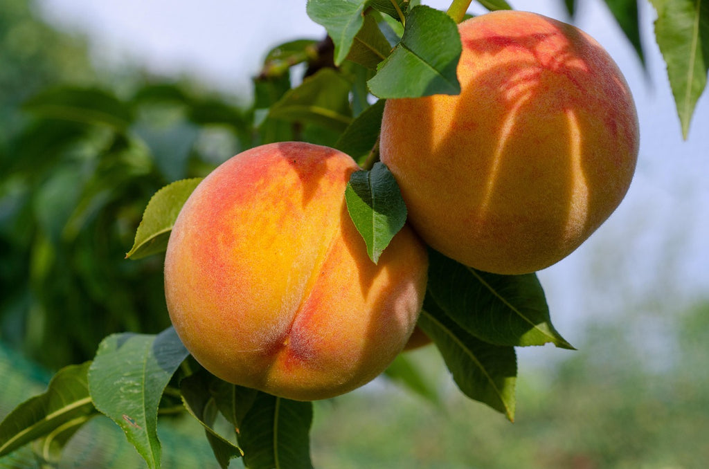 7GT Smoked Salt-Peach (5oz)